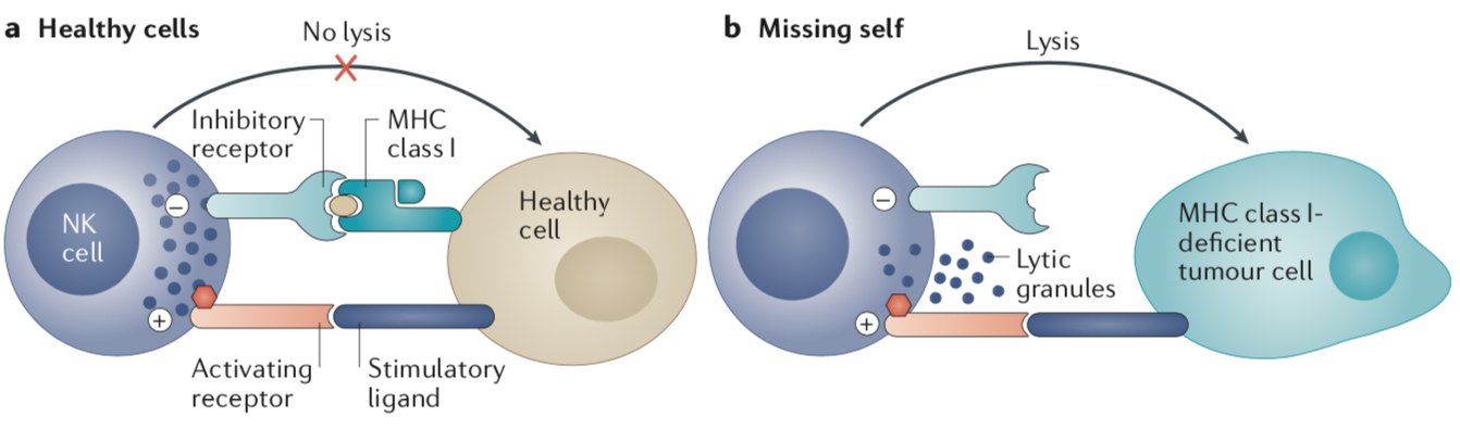 赢迪文献分享 | 基于NK细胞的肿瘤免疫治疗