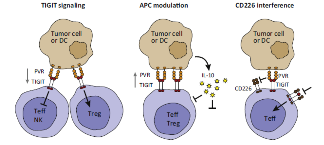 赢迪文献分享 | 新兴免疫检查点TIGIT（T细胞免疫球蛋白和ITIM结构