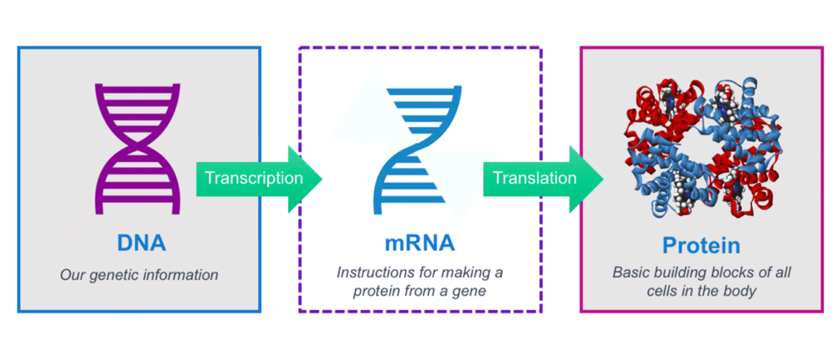赢迪行业前沿分享 | mRNA疗法研究进展及应用