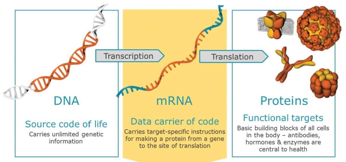 “赢在江北”行业前沿分享 | RNA疗法的研究和应用进展